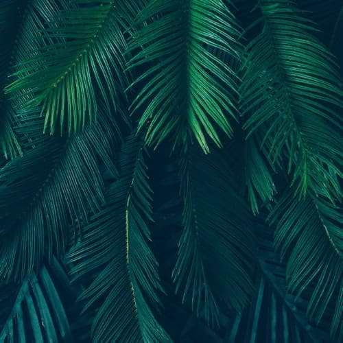 Deep green tropical palm leaves
